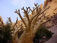 Cyphostemma currorii en agosto en Spitzkoppe (Namibia)