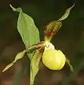 Variedad amarilla(f. citrinum)