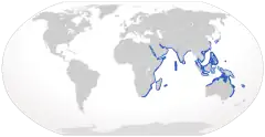 Distribución del Stegostoma fasciatum