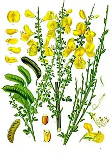 Cytisus scoparius