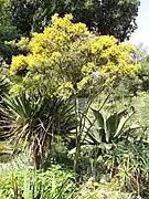 Cytisus trifolius.
