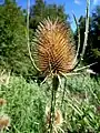 Un ejemplo de cardo del género Dipsacus: Dipsacus fullonum, el «Cardo de cardadores».