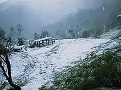 Bosque templado de pinosCerro El Pital