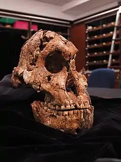 Fósil original. Eurydice es uno de los cráneos de P. robustus más completos del registro fósil. Paranthropus no se encuentran dentro del linaje humano.