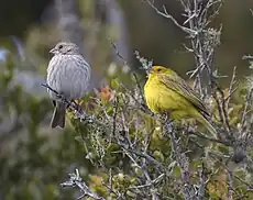 Pareja de sicalis flaveola pelzelni en Uruguay.