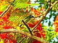 Coppersmith barbet in Queen Sirikit Park, Thailand.