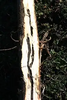 Galerías en la raíz de un chopo joven producidas por larvas de Sesia apiformis