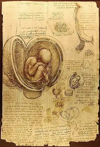 Estudio de feto, de Leonardo da Vinci.