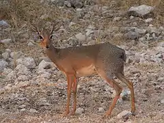 M.K.damarensis en Namibia