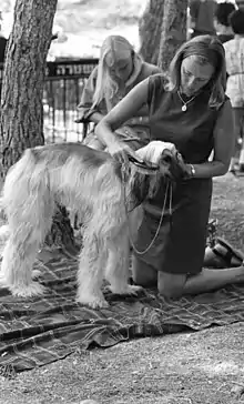 Exposición canina, Israel 1969