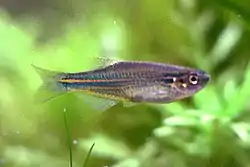 Danio azul (Danio kerri)