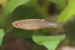 Danio roseus