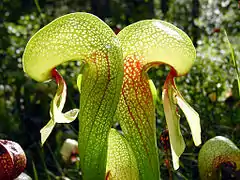 Lirio Cobra (Darlingtonia californica), al norte de California.