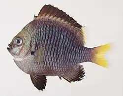 Dascyllus flavicaudus