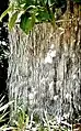 Corteza de D. diacanthoides.