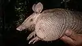 armadillo