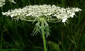 Umbela compuesta en Daucus carota, (Apiaceae)