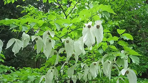 Davidia involucrata