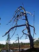 Pinus sylvestris muerto de modo natural, Montañas del este de Noruega.