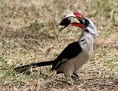 Macho de toco de Von der Decken con un gran insecto, parque nacional Serengeti, Tanzania.