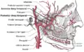 Arterias temporales Profundas