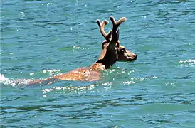 Un ciervo nadando en el lago Shasta.