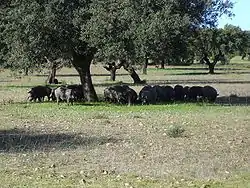 Piara de cerdos ibéricos en una dehesa de Extremadura.