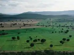 Dehesa en el parque nacional de Cabañeros.