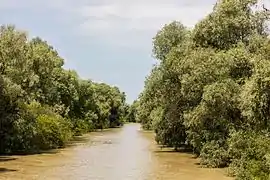 Canal del delta del Danubio.