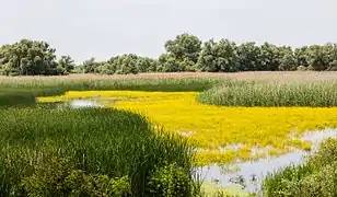 Paisaje en el delta.