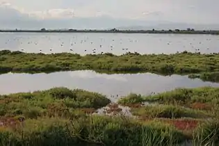 Laguna freática del Delta del Ebro