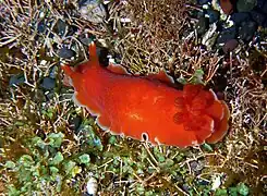 Dendrodoris fumata