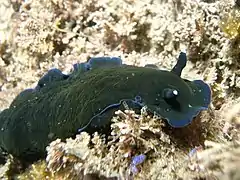 Dendrodoris nigra