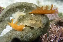 Distintas coloraciones de Dendronotus subramosus