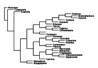 Filograma "rectangular" (y girado 90º, sin raíz), el largo de las ramas horizontales, sin contar el largo de las ramas verticales que sólo se utilizan para dividir los linajes, representa el número de cambios evolutivos.