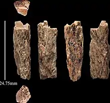 Denny, Denisova 11, es una joven híbrida comprobada genéticamente entre especies del género Homo. La imagen muestra el hueso desde seis puntos de vista.