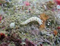 Dermatobranchus piperoides