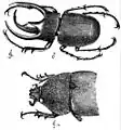 Dimorfismo sexual en Chalcosoma atlas. Tomado de The Descent of Man de Darwin, 2nd edn. 1882.