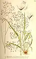 Ilustración de la especie (bajo el sinónimo Deschampsia flexuosa y erróneamente bajo la especie Deschampsia caespitosa) en Bilder ur Nordens Flora, Carl Axel Magnus Lindman, s. 426, Estocolmo (entre 1917 y 1926).