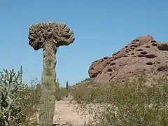 Un raro cactus Saguaro cristata.