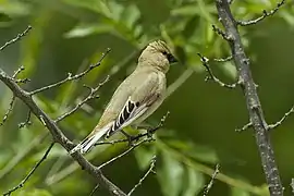 Camachuelo desertícola (Rhodospiza obsoleta)