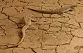 Iguanas del desierto en su hábitat en el Zoológico de Búfalo.