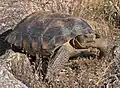 Tortuga del Desierto de Sonora (Gopherus morafkai).