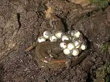 Northern dusky salamander (Desmognathus fuscus), puesta típica