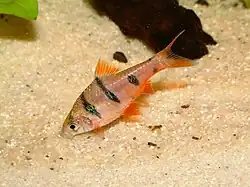 P. pentazona