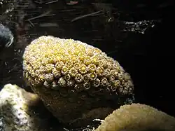 Orbicella annularis desovando, los huevos salen por las bocas de sus pólipos