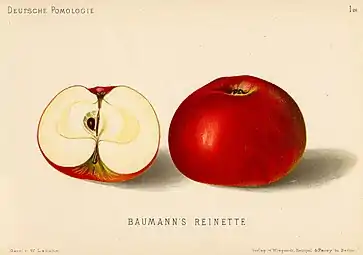 La manzana Baumann's Reinette