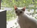 Devon rex blanco.