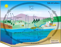 Ciclo del Carbono