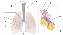 Diagrama de los pulmones. 1:Tráquea 2:Arteria pulmonar 3:Vena pulmonar 4:Conducto alveolar 5:Alvéolos 6:Corte cardíaco 7:Bronquiolos 8:Bronquios terciarios 9:Bronquios secundarios 10:Bronquios primarios 12:Laringe. Las venas bronquiales no están visibles.